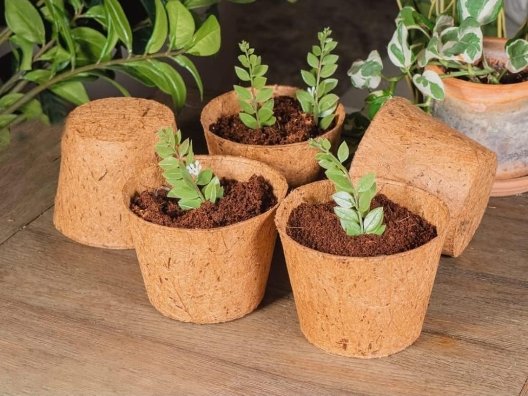 Coco Pots